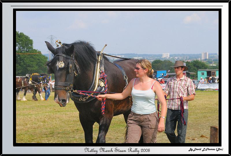 DSC_2382.jpg - Nikon D300 - Horse Handler pulling a Heavy Shire Horse at Netley Marsh Steam Show July 2008
