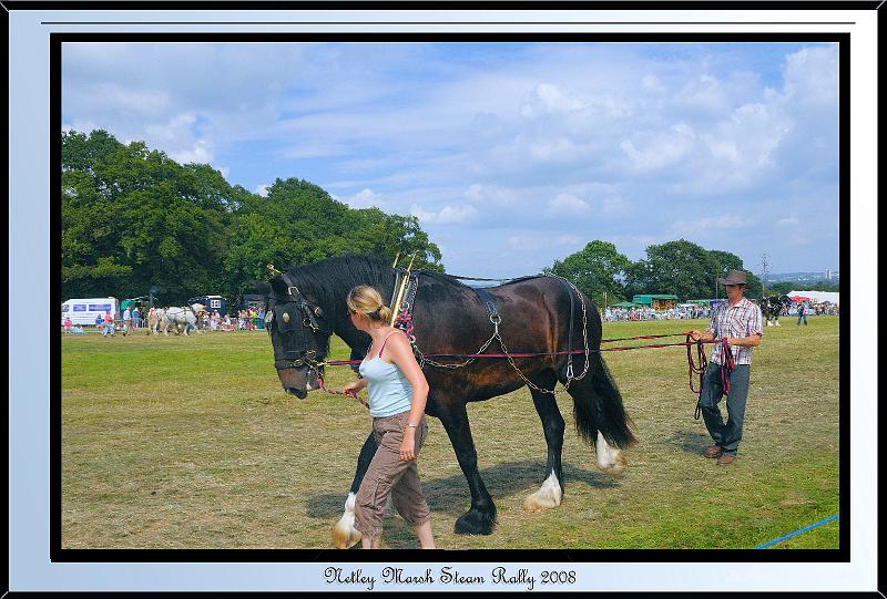 DSC_2386.jpg - Nikon D300 - Horse Handler pulling a Heavy Shire Horse at Netley Marsh Steam Show July 2008