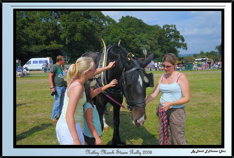 DSC_2409.jpg - Nikon D300 - Horse Handler with Heavy Shire Horse and interacting with the people at Netley Marsh Steam Show July 2008