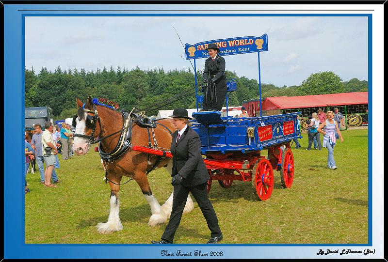 DSC_2929.jpg - Nikon D300 New Forest Show 2008 - Heavy Horse pulling a Trailer at the New Forest Show.