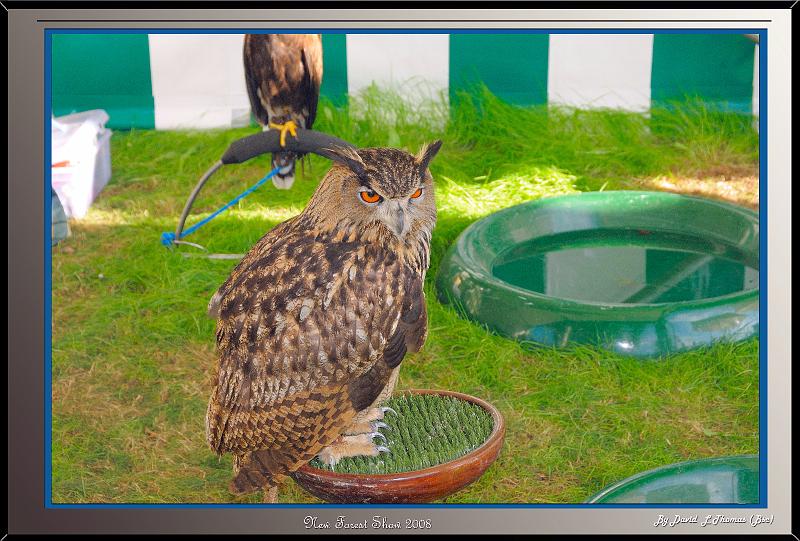 DSC_3589.jpg - Nikon D300 - Owl from CJ's flying display at the New Forest Show 2008.