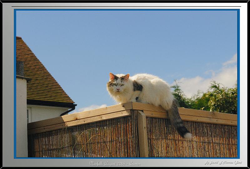 DSC_4240.jpg - Nikon D300 - Cat on fence nr Cromer in Norfolk August 2008